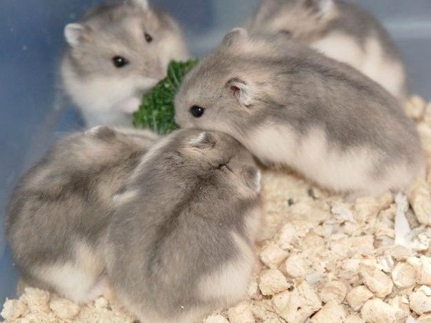 Породы хомяков | ЗооТом - продажа, вязка и услуги для животных в Снежинске