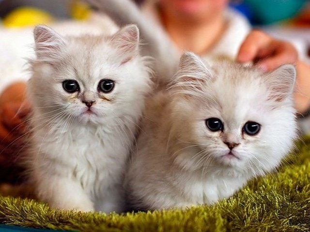 Породы кошек в Снежинске | ЗооТом портал о животных