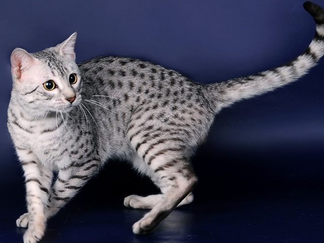 Породы кошек в Снежинске | ЗооТом портал о животных