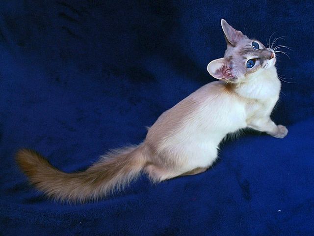 Выведенные породы кошек в Снежинске | ЗооТом портал о животных
