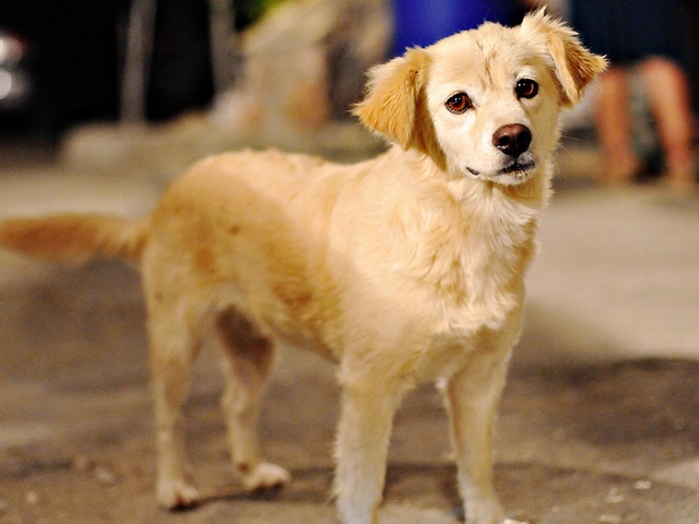 Породы собак в Снежинске | ЗооТом портал о животных