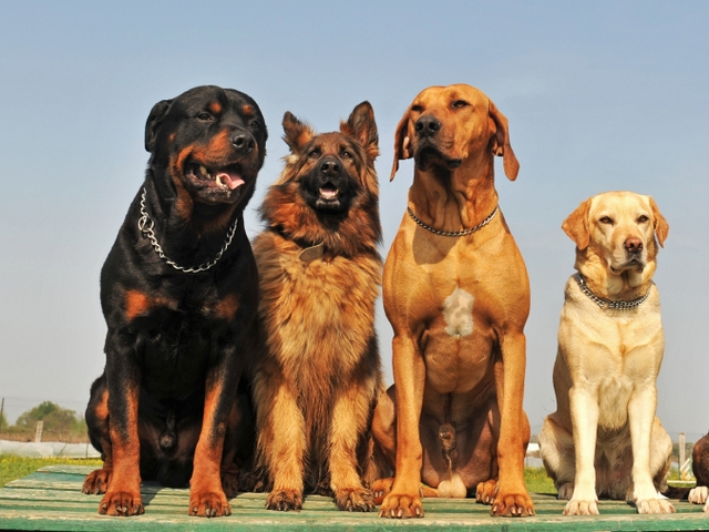 Крупные породы собак в Снежинске | ЗооТом портал о животных