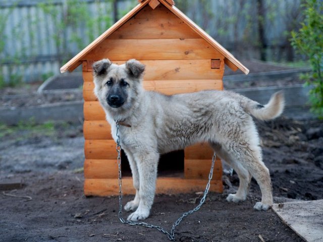 Все о собаках в Снежинске Все о собаках в Снежинске